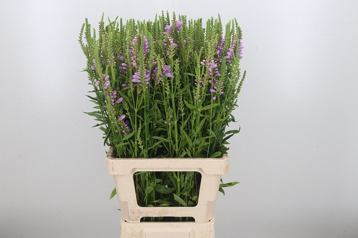 <h4>Physostegia</h4>