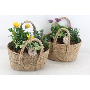 arr4 Outdoor PL - Mand hengsel ovaal 344/4 V2