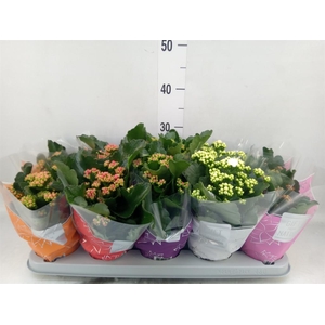 Kalanchoe blos. 'Perfecta'  ..mix 5