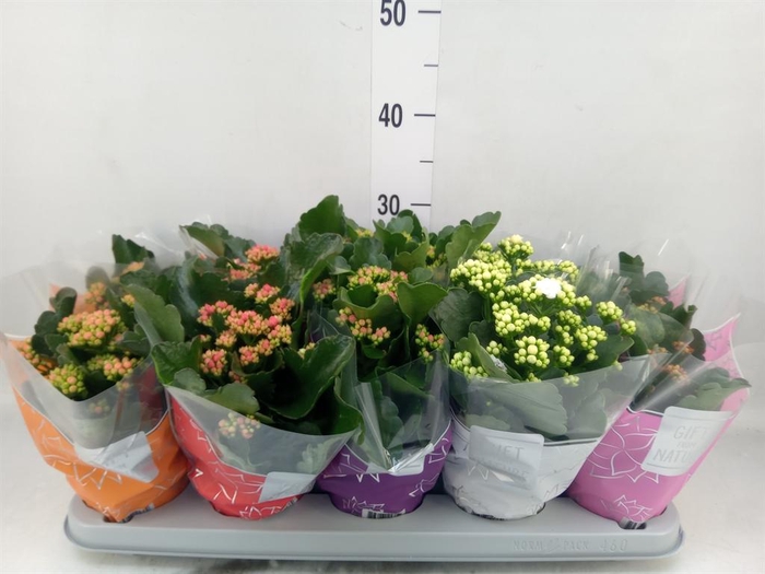 <h4>Kalanchoe blos. 'Perfecta'  ..mix 5</h4>