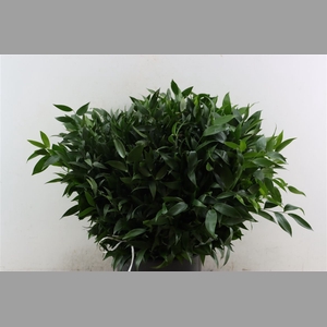 Ruscus Short 300gram P Bunch
