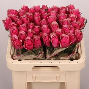 R GR MAJESTIC ATHENA