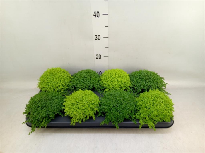 <h4>Soleirolia soleirolii   ...mix 2</h4>