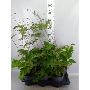 Anemone hybrida 'Honorine Jobert'