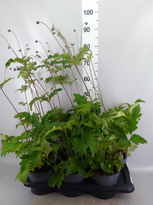 <h4>Anemone hybrida 'Honorine Jobert'</h4>