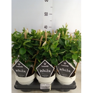Mandevilla  'Sundavil White'