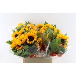 Helianthus Orange Fire