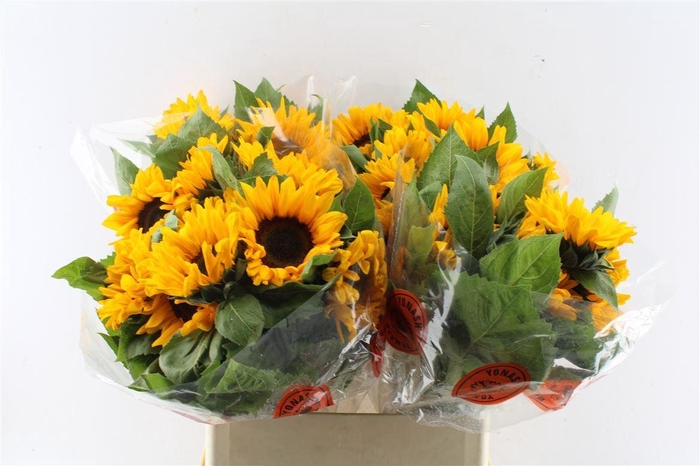 <h4>Helianthus Orange Fire</h4>
