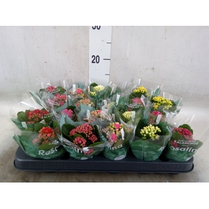 Kalanchoe blos. 'RosDon Collection'