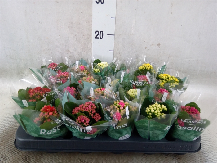 <h4>Kalanchoe blos. 'RosDon Collection'</h4>