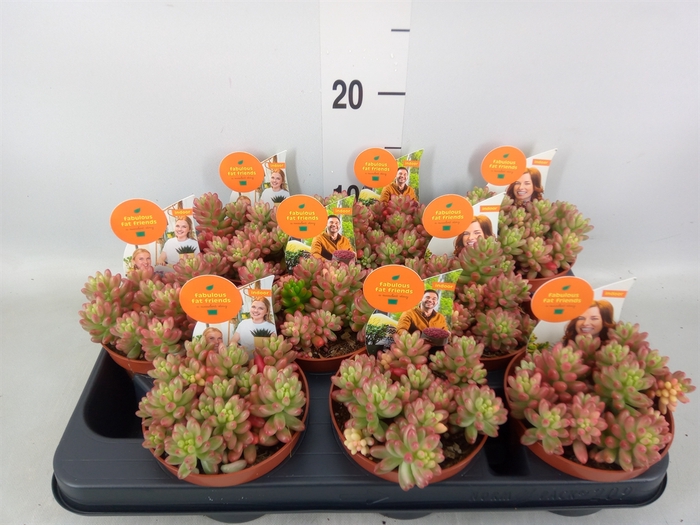 <h4>Sedum rubrotinctum 'Aurora'</h4>