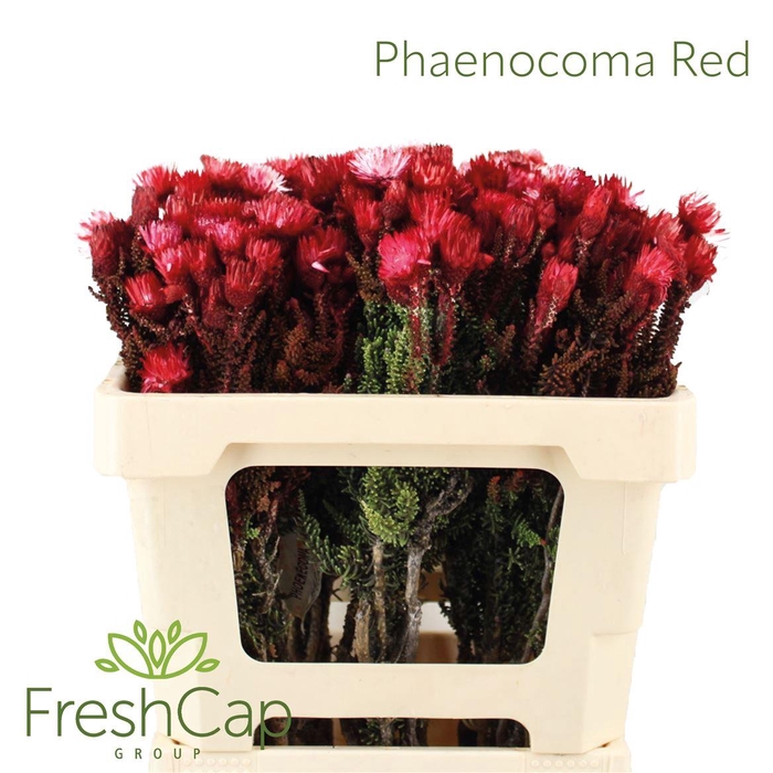 <h4>Phaenocoma Red</h4>