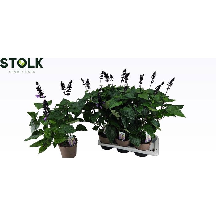 <h4>SALVIA NEMOROSA</h4>