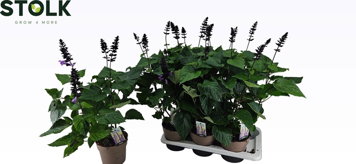 <h4>SALVIA NEMOROSA</h4>