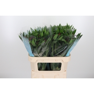 Alstroemeria Rockstar 75 Gram