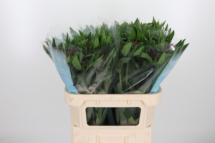 <h4>Alstroemeria Rockstar 75 Gram</h4>