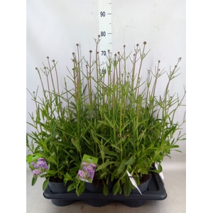Verbena bonariensis