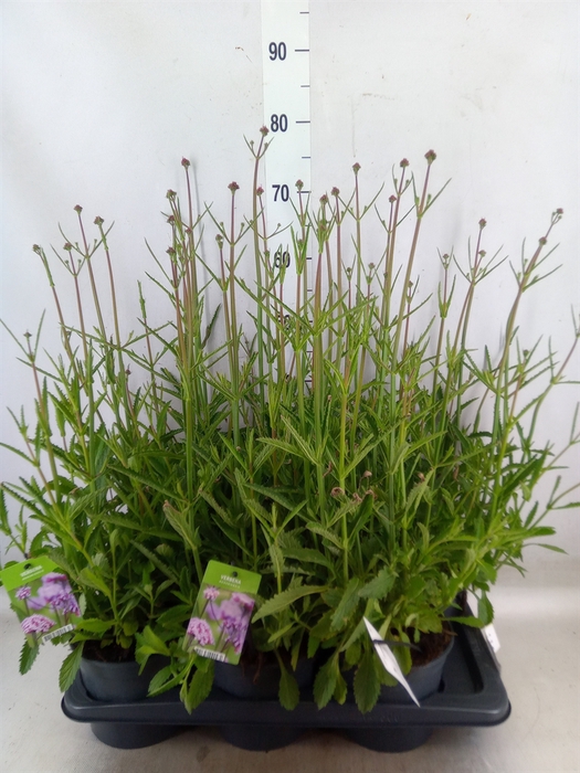 <h4>Verbena bonariensis</h4>