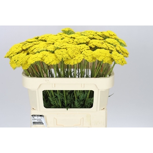 Achillea Parkers Variety