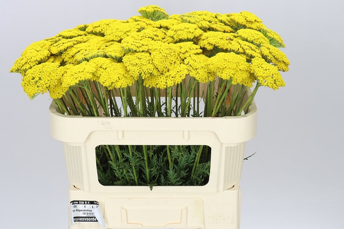 <h4>Achillea Parkers Variety</h4>
