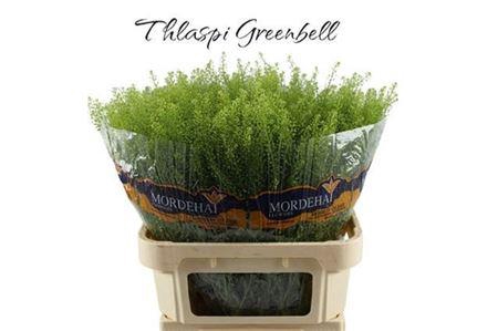 <h4>Lep Ru Green Bell</h4>