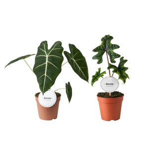 Alocasia Mix Hoog