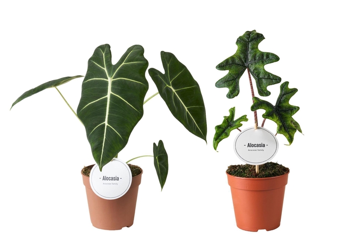 <h4>Alocasia Mix Hoog</h4>