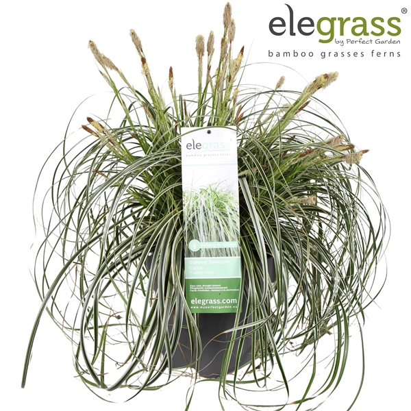 <h4>Carex 'Feather Falls' P23</h4>