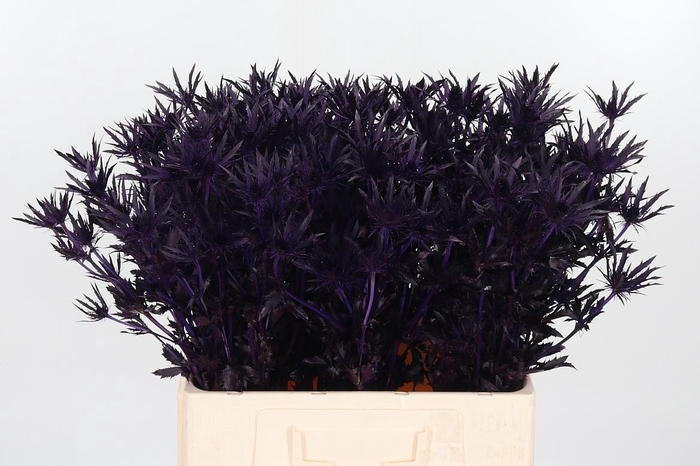 <h4>Eryn Orion Kl Bh Aubergine</h4>