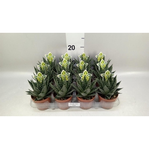 Aloe aristata 'Tiki Tahi'