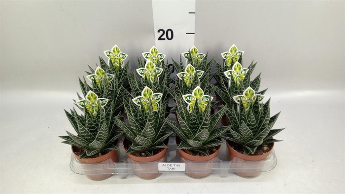 <h4>Aloe aristata 'Tiki Tahi'</h4>