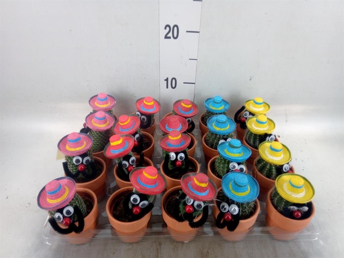 <h4>Cactus   ...decorated</h4>