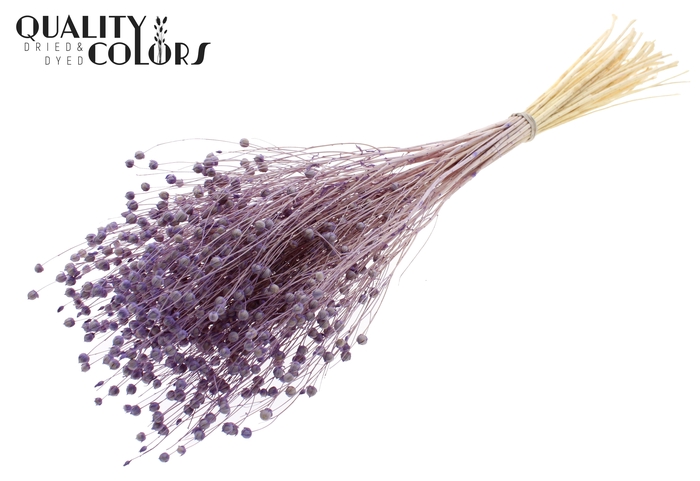 <h4>Lino Vlas per bunch in poly Intense Frosted Milka</h4>