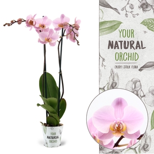 Your Natural Orchid | Salinas | Phalaenopsis 2 spike
