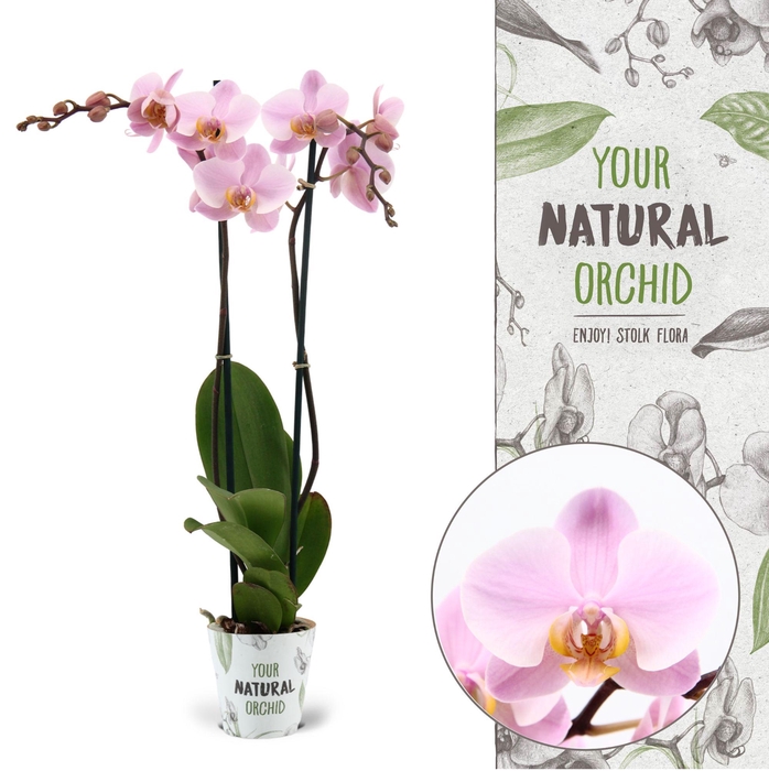 <h4>Your Natural Orchid | Salinas | Phalaenopsis 2 spike</h4>