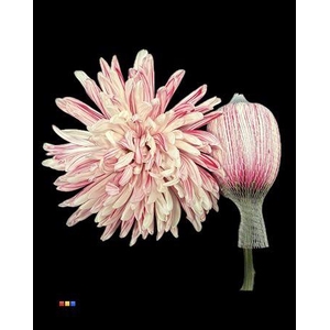 Chr G Antonov Red Striped