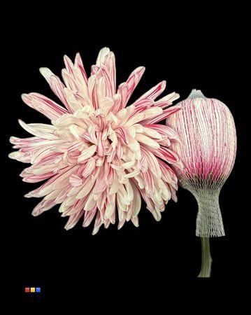 <h4>Chr G Antonov Red Striped</h4>