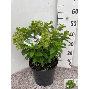 HYDR PANICULATA
