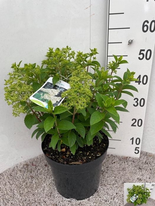 <h4>HYDR PANICULATA</h4>