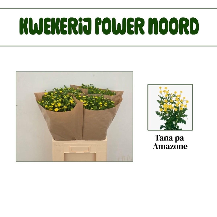 <h4>TANA PA AMAZONE</h4>