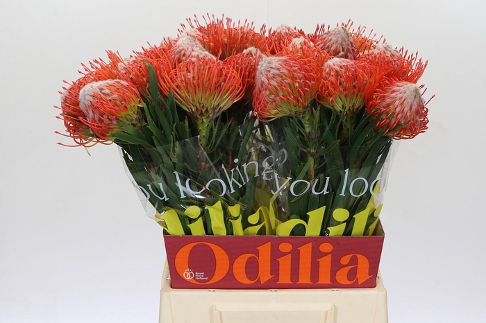 <h4>Nutans Tango</h4>