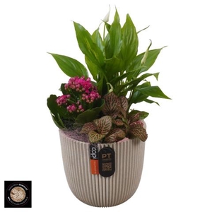 PTIB5211 Arrangementen kamerplanten