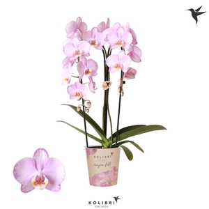 Kolibri Phal Niagara Fall Xanion