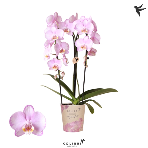 <h4>Kolibri Phal Niagara Fall Xanion</h4>