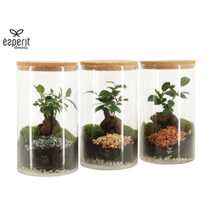90839: Terrarium arrangement