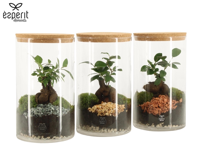<h4>90839: Terrarium arrangement</h4>