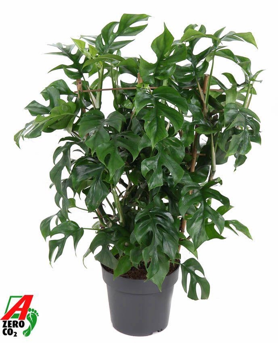 <h4>Monstera Minima</h4>