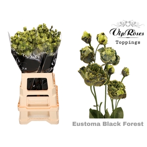 EUST G ROSANNA BLACK FOREST