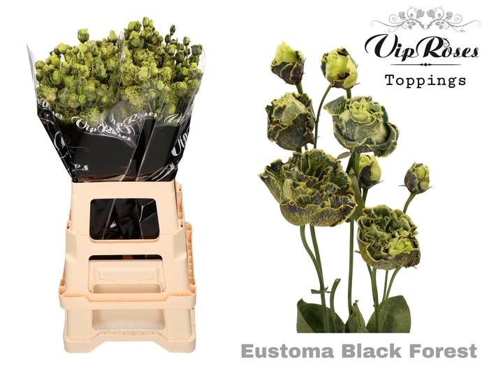 EUST G ROSANNA BLACK FOREST