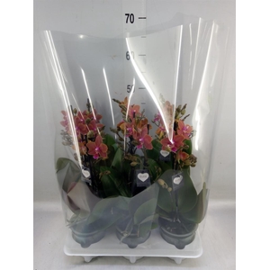 Phalaenopsis   ...orange